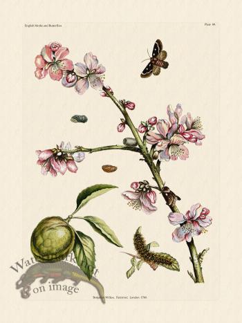 Wilkes Butterflies 089